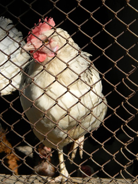 极速电竞:获中国当局发放养老保障金 全红婵老后可月领1170元.